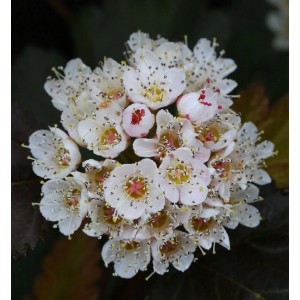 Nahaufnahme der weißen Blüten der Schneeballblättrigen Blasenspiere Andre.