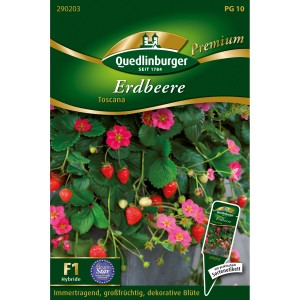 Quedlinburger Erdbeere Toscana Saatgut mit roten Früchten und Blüten.