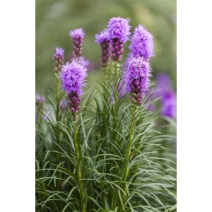 Nahaufnahme der violetten Blütenähren einer Liatris Spicata (Prachtscharte) im 9x9 cm Topf.