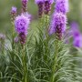 Nahaufnahme der violetten Blütenähren einer Liatris Spicata (Prachtscharte) im 9x9 cm Topf.