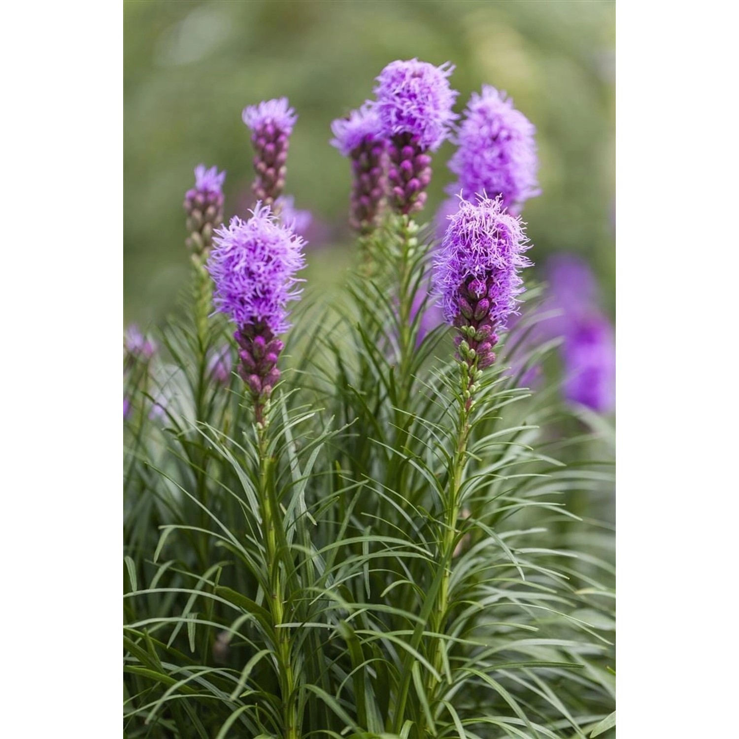 Liatris Spicata Prachtscharte Ca. 9x9 cm Topf günstig online kaufen