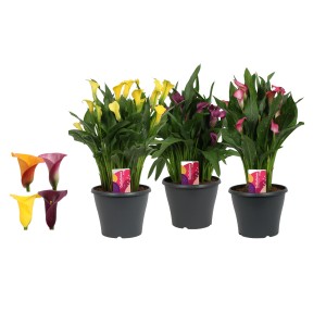 Zantedeschie (Calla) in verschiedenen Farben im Topf, ca. 55cm hoch.