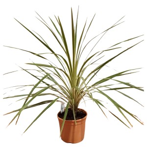 Keulenlilie 'Torbay Dazzler' im Topf, eine dekorative Kübelpflanze mit gestreiften Blättern.