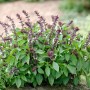 Blu Thai-Basilikum im Topf (Ø 12cm) mit grünen Blättern und violetten Blüten.