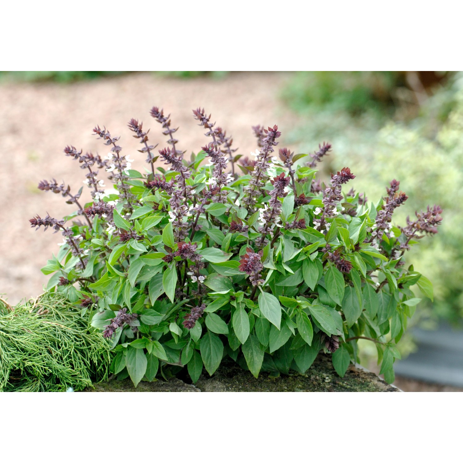 Blu Thai-Basilikum im Topf (Ø 12cm) mit grünen Blättern und violetten Blüten.