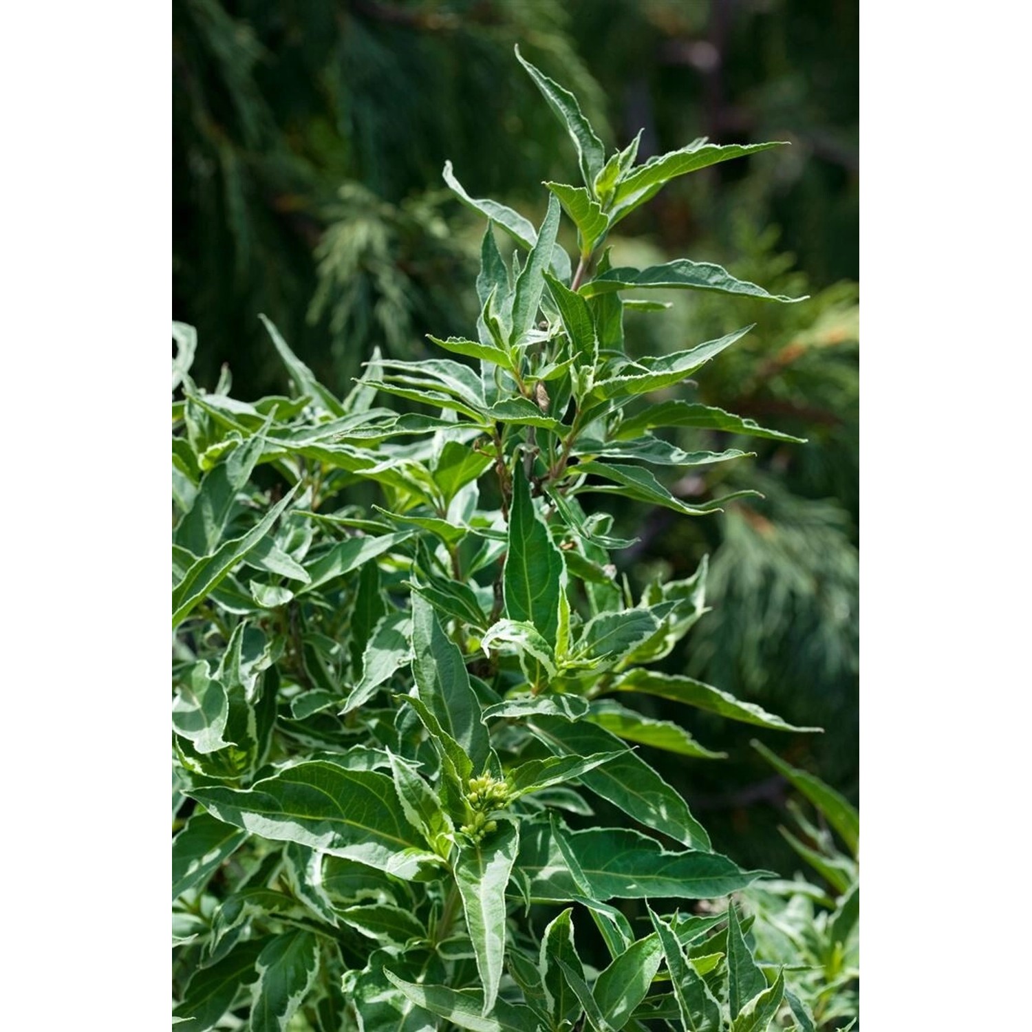 Diervilla Sessiliflora Butterfly Strauch Gelb 40–60 cm günstig online kaufen