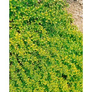 Zitronenthymian 'Bertram Anderson' im 2L Container, grüne Staude mit zitronigem Duft.