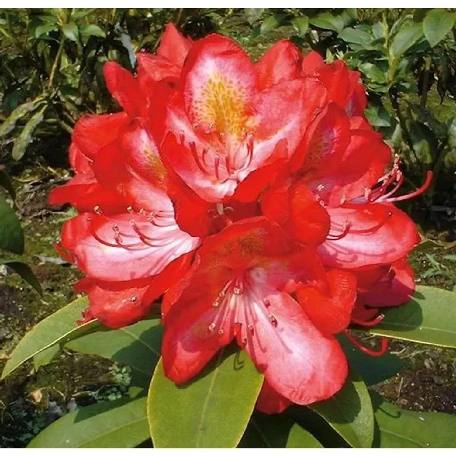 Großblumige Rhododendron Junifeuer 30-40cm - Alpenrose