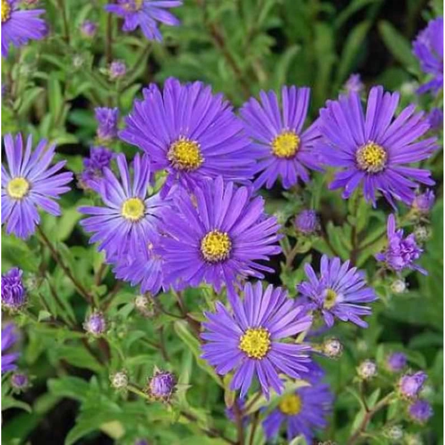 Sommeraster Veilchenkönigen - Aster amellus günstig online kaufen