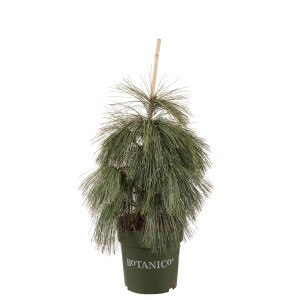 Zapfenkiefer 'Wiethorst' im Topf, ca. 40-60 cm hoch. Zwergkonifere mit langen, weichen Nadeln.