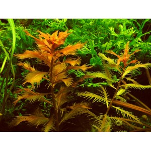 Dennerle Aquariumpflanze Proserpinaca Palustris In-Vitro, gefiederte Blätter in Gelb-Orange.