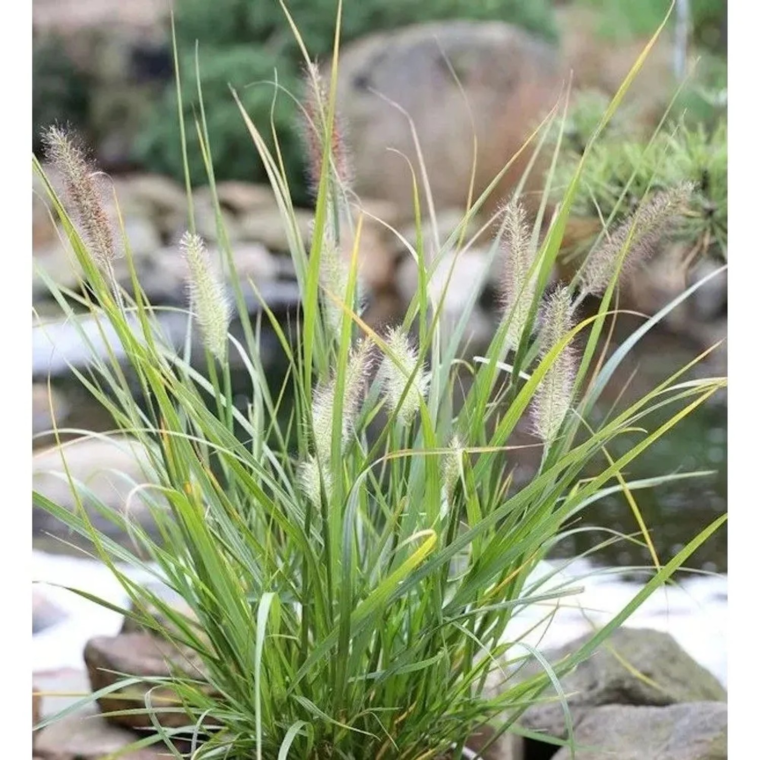 Lampenputzergras Red Head - großer Topf - Pennisetum alopecuroides