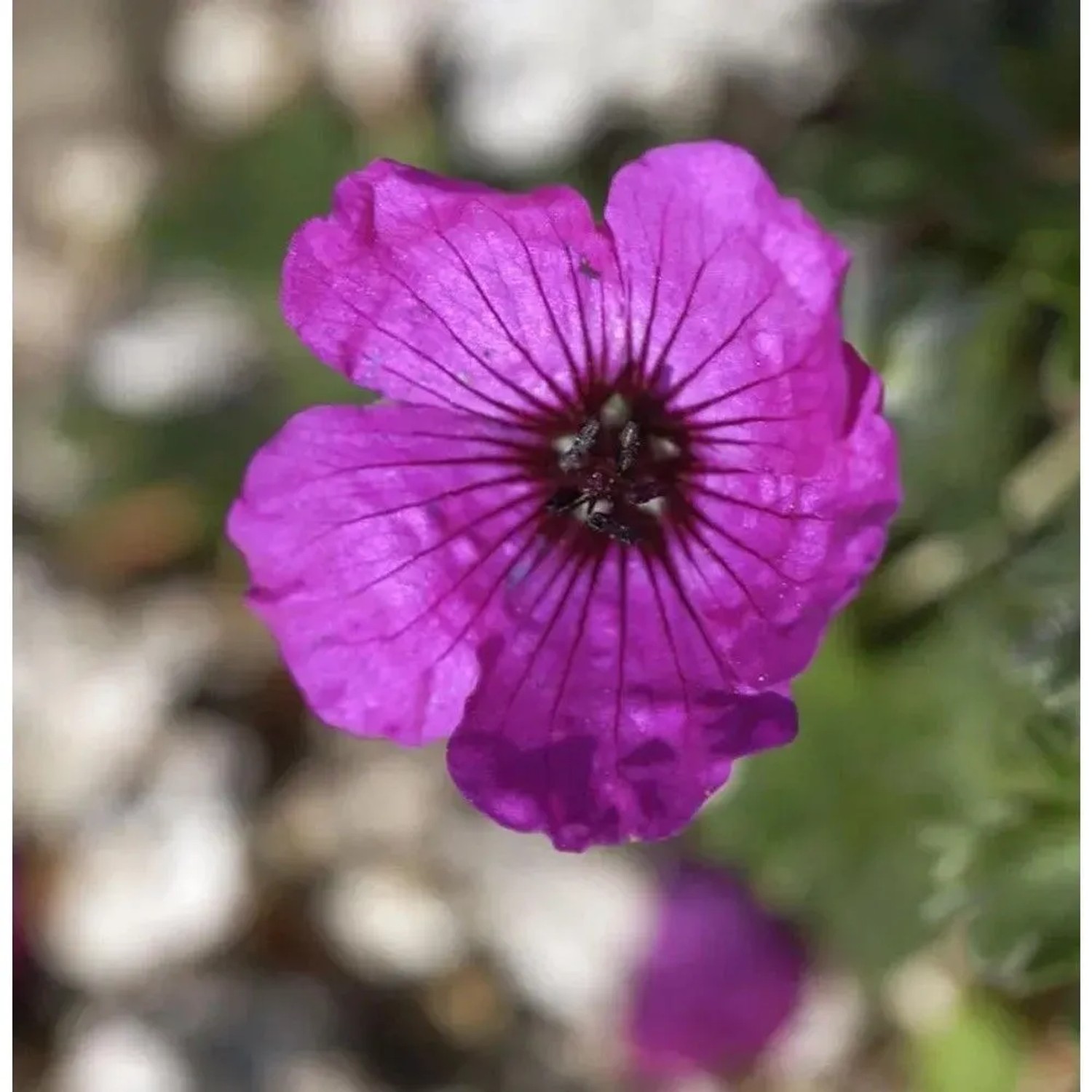 Storchenschnabel - Geranium cinereum