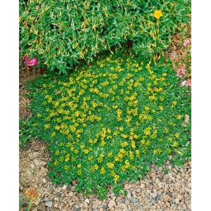 Azorella Trifurcata Nana Polsterpflanze mit gelben Blüten als Bodendecker.