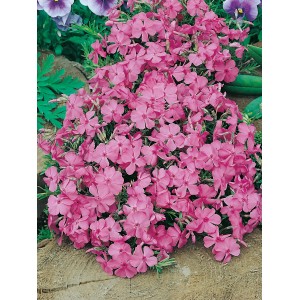 Rosa GROW by OBI Polsterphlox 'McDaniel´s Cushion' im 9 cm Topf, blühende Flammenblume.