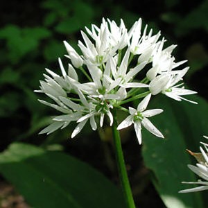 Blühender Bio-Bärlauch (Allium ursinum) im Topf, eine aromatische Küchenkräuter-Pflanze.