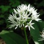 BioBärlauch TopfØ ca. 11 cm Allium kaufen bei OBI