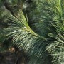 Detailaufnahme der Schwerin Kiefer Wiethorst (Pinus schwerinii) mit langen, weichen Nadeln.