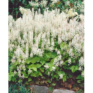 Buschige Schaumblüte 'Moorgrün' mit weißen Blüten und grünen Blättern als Bodendecker.