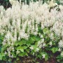 Buschige Schaumblüte 'Moorgrün' mit weißen Blüten und grünen Blättern als Bodendecker.