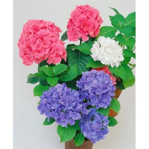 Hydrangea Bauernhortensie Trio Mix, Zimmerpflanze mit rosa, blauen und weißen Blüten.