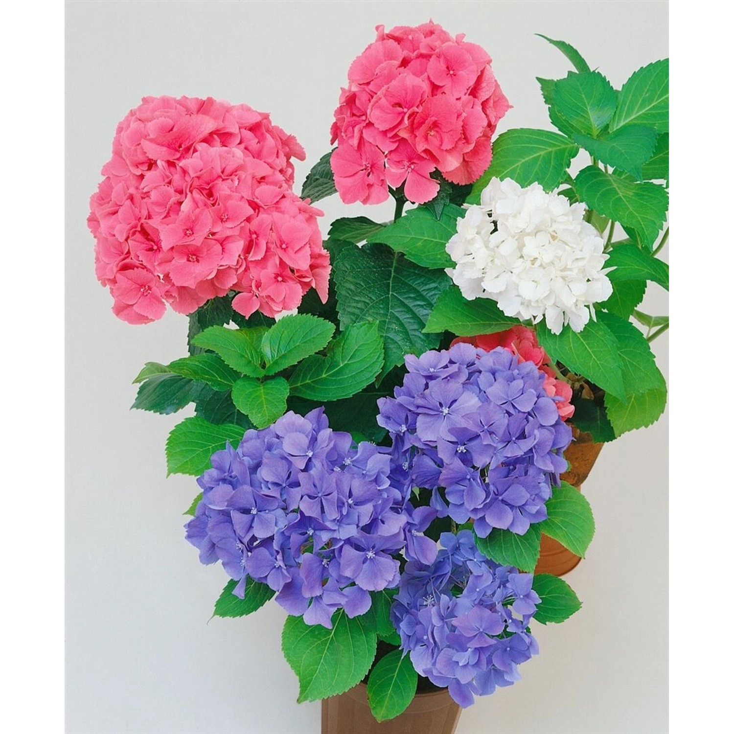 Hydrangea Macrophylla Bauernhortensie Trio Mix 50-60 cm günstig online kaufen