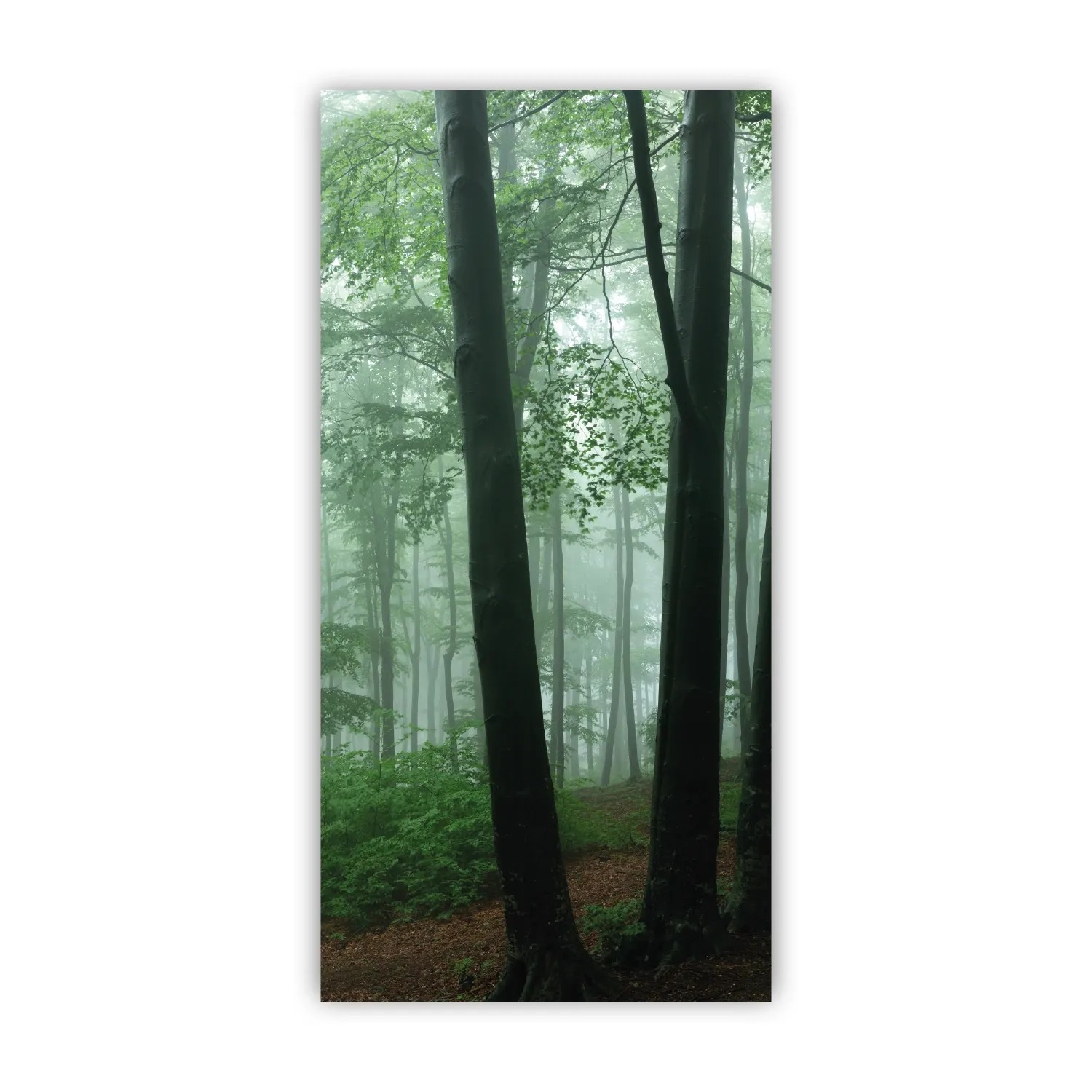 Walllux Duschrückwand Nebel im Wald Alu-Verbund 3 mm 125 x 255 cm
