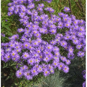 Blühende Sommeraster King George (Aster amellus) mit lila Blüten und gelber Mitte.