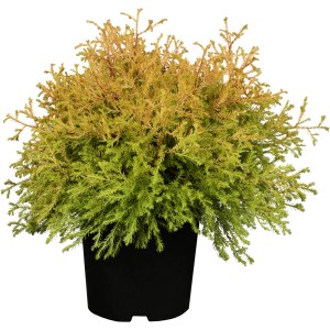 Lebensbaum Rheingold im Topf, goldgelbe Zwergkonifere mit dichter Benadelung.