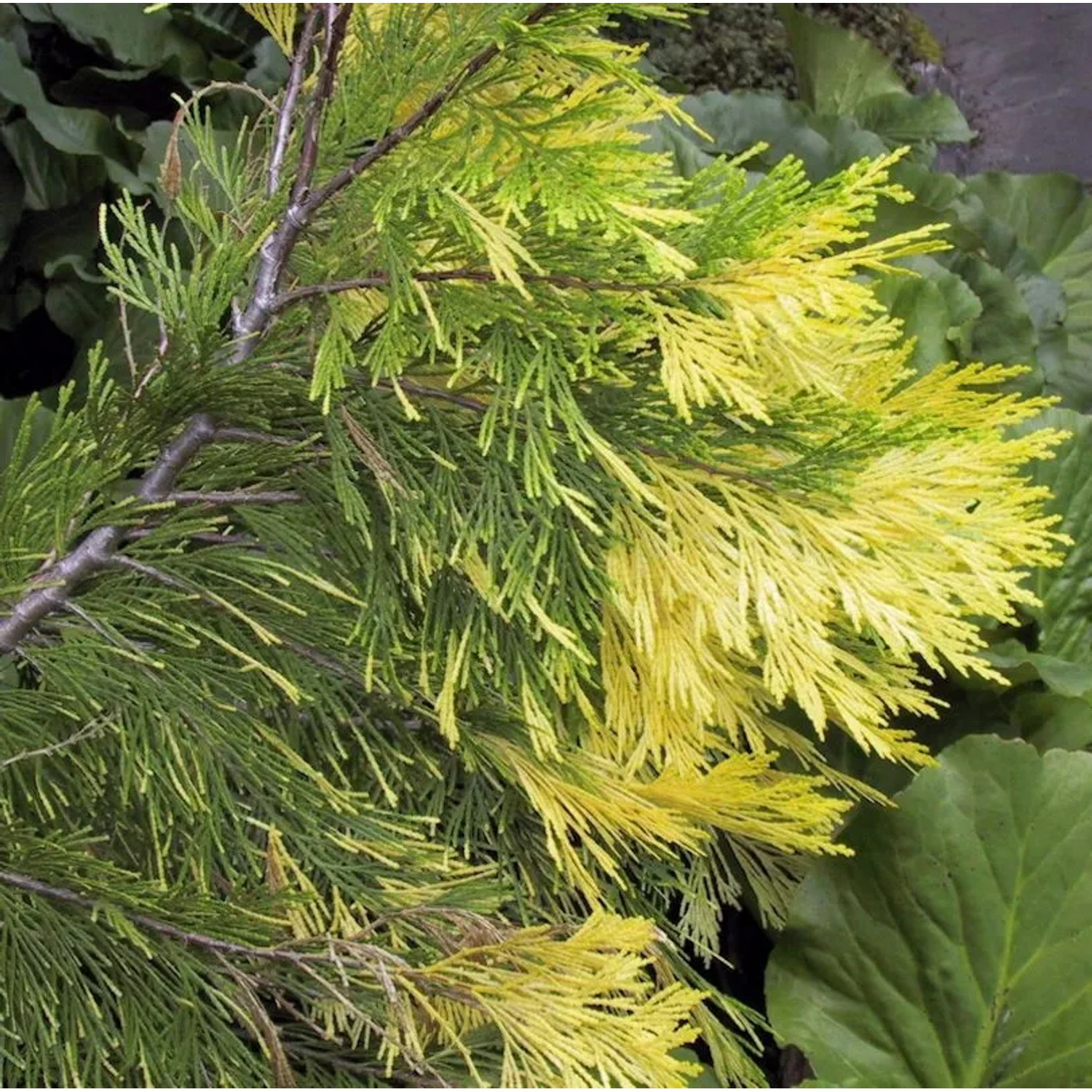 Gelbe Weihrauchzeder Aureovariegata 50-60cm - Calocedrus decurrens