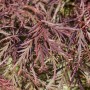 Detailaufnahme: Japanischer Ahorn 'Ornatum' mit filigranen, rot-grünen Blättern. Hausbaum für Garten und Kübel.
