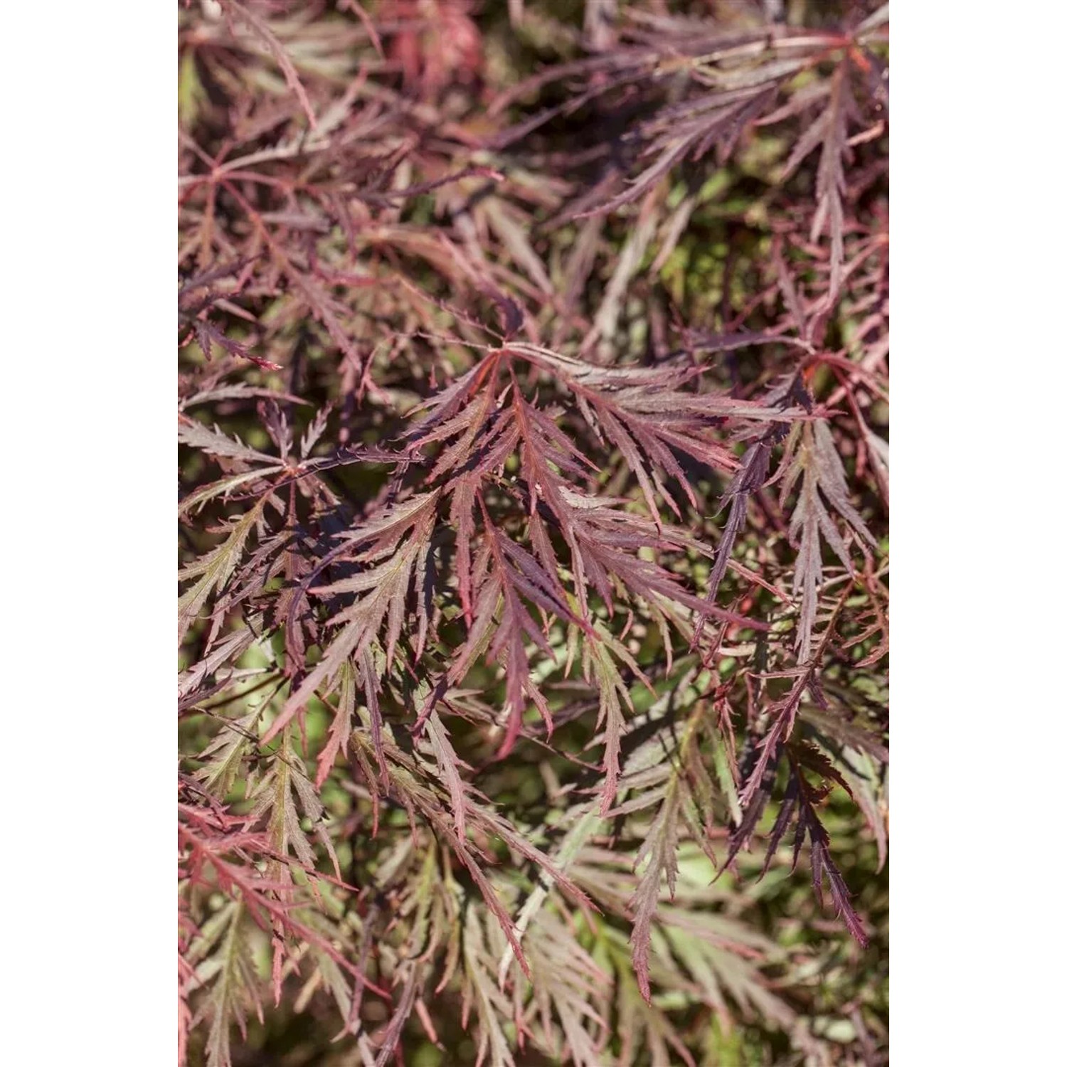 Detailaufnahme: Japanischer Ahorn 'Ornatum' mit filigranen, rot-grünen Blättern. Hausbaum für Garten und Kübel.