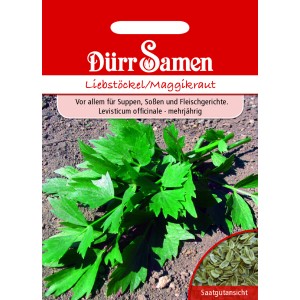 Dürr Samen Liebstöckel Saatgut: Maggiekraut für Suppen & Soßen. Mehrjährige Pflanze.