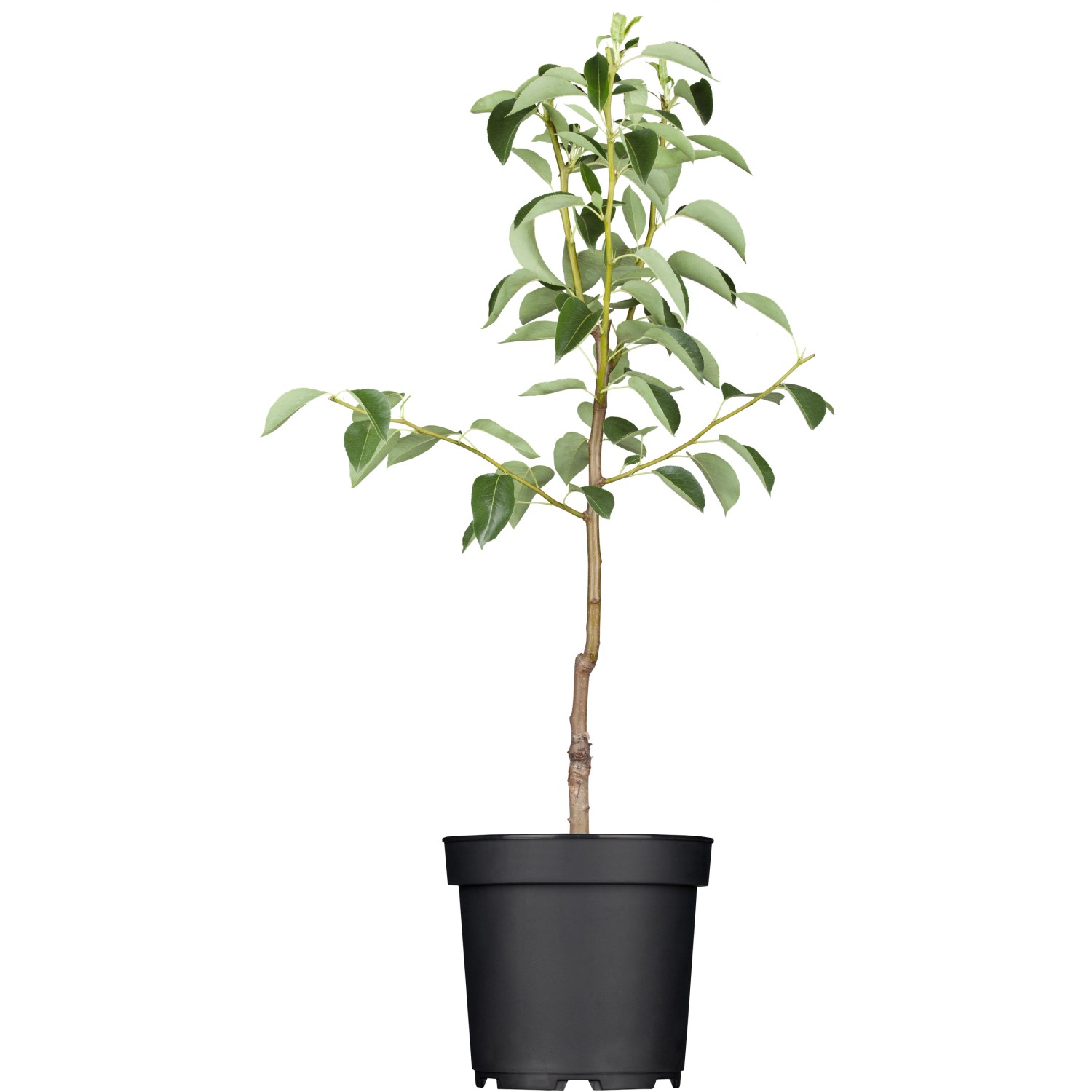 OBI Birne Clapps Liebling Gelb-Grün Höhe ca. 120 - 140 cm Topf ca. 7 l Pyrus