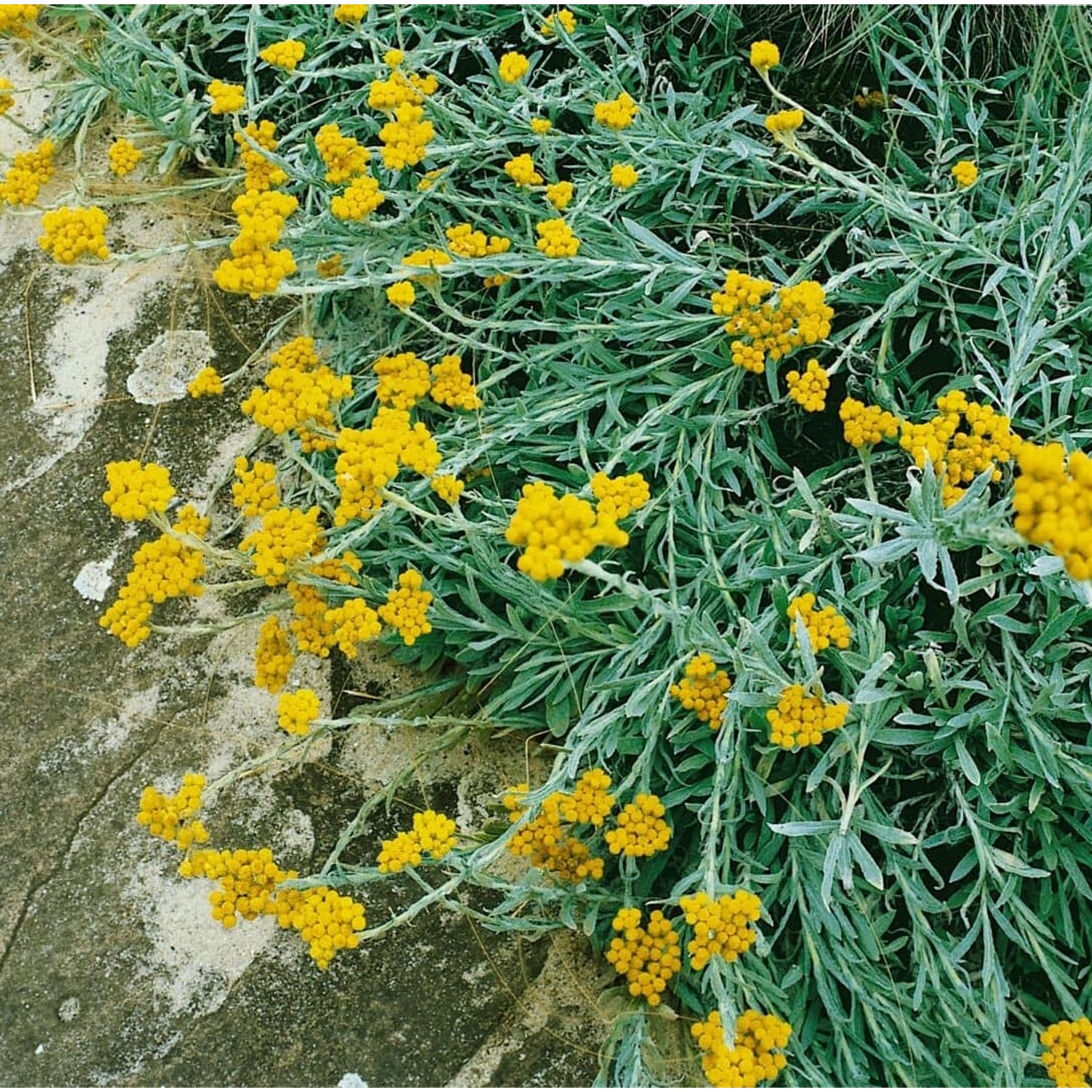 Helichrysum Thianshanicum Goldkind Strohblume Ca. 9x9 cm Topf günstig online kaufen