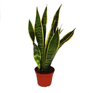 Sansevieria Bogenhanf im Topf: Grün-gelbe Blätter, pflegeleichte Zimmerpflanze für Büro und Zuhause.