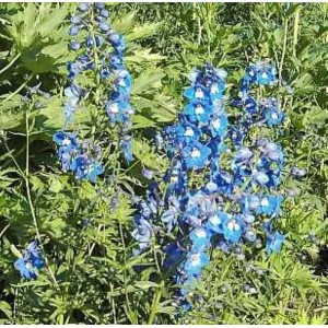 Blühender Rittersporn 'Sternenhimmel' (Delphinium belladonna) im Garten.