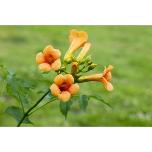 Orange-rote Trompetenblume 'Madame Galen' mit grünen Blättern im Garten.