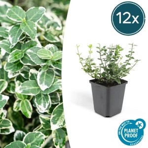 Set mit 12 Exotenherz Kriechspindel Bodendecker im 9cm Topf, Euonymus Emerald Gaiety.