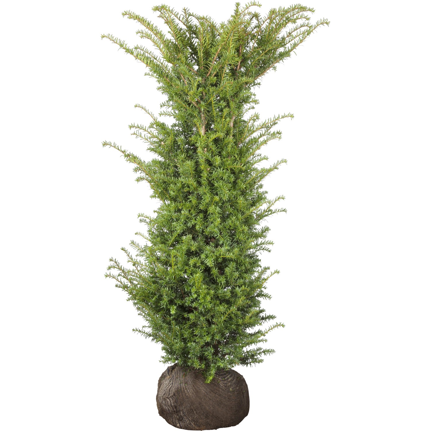 Eibe Set à 10 Stück Höhe ca. 160 - 180 cm Taxus baccata