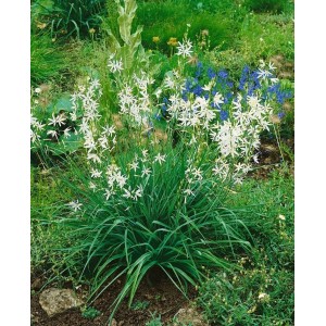 Camassia 'Alba' Prärielilie im Topf mit weißen Blüten im Gartenbeet.