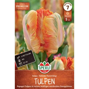 Sperli Papagei-Tulpe Parrot King: Orangegelbe Tulpenblüte mit grünen Akzenten.