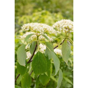Blühender Etagen-Hartriegel 'Lucia' (Cornus controversa) mit weißen Blüten und grünen Blättern.