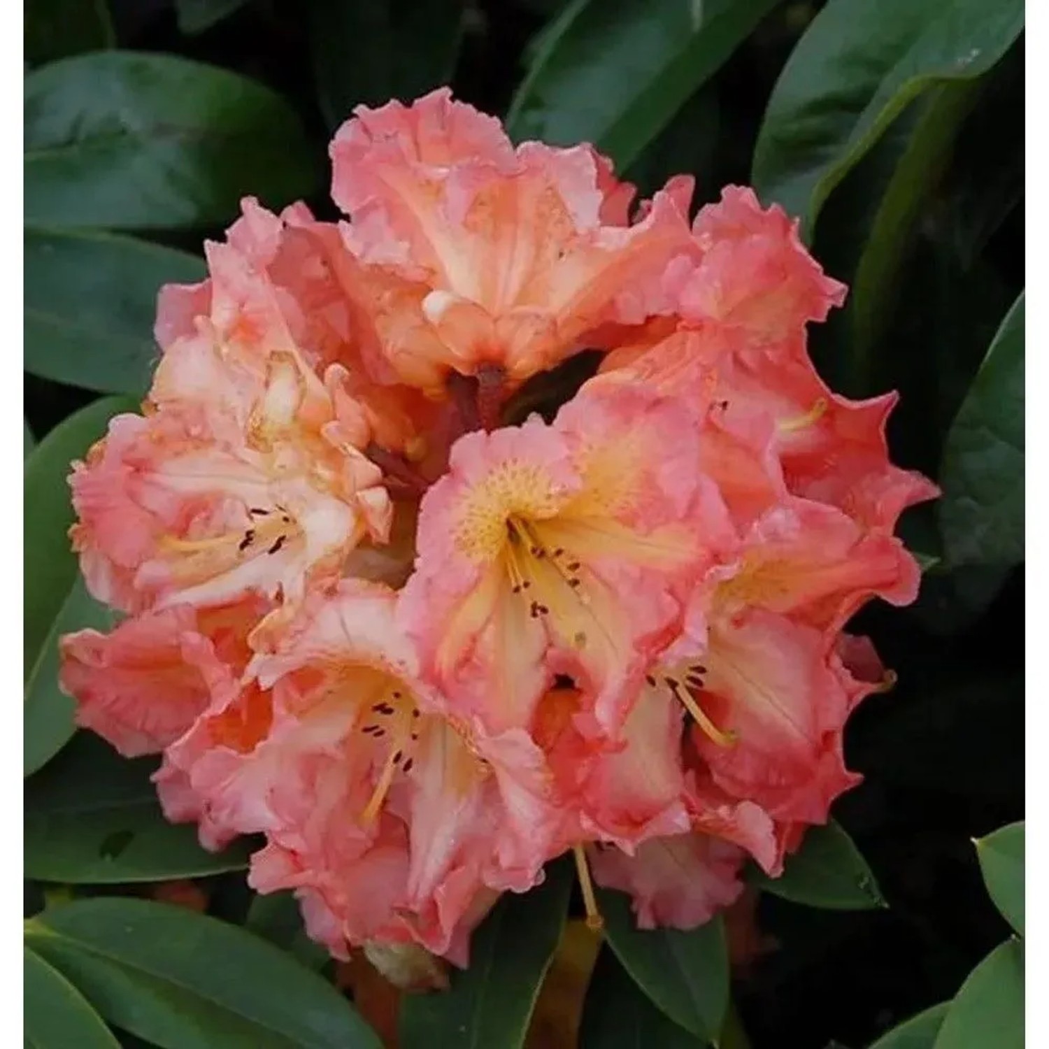 Großblumige Rhododendron Sun Fire 30-40cm - Alpenrose