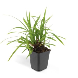 Japanische Teppich Segge 'Irish Green' im 9cm Topf, Ziergras für Bodendeckung.