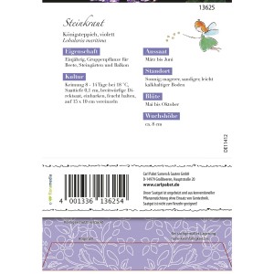 Grüne Fee Steinkraut Königsteppich Violett Saatgut für Beet, Steingarten und Balkon.