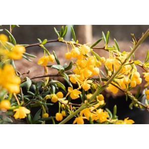 Blühende Berberis stenophylla Heckenpflanze mit leuchtend gelben Blüten.