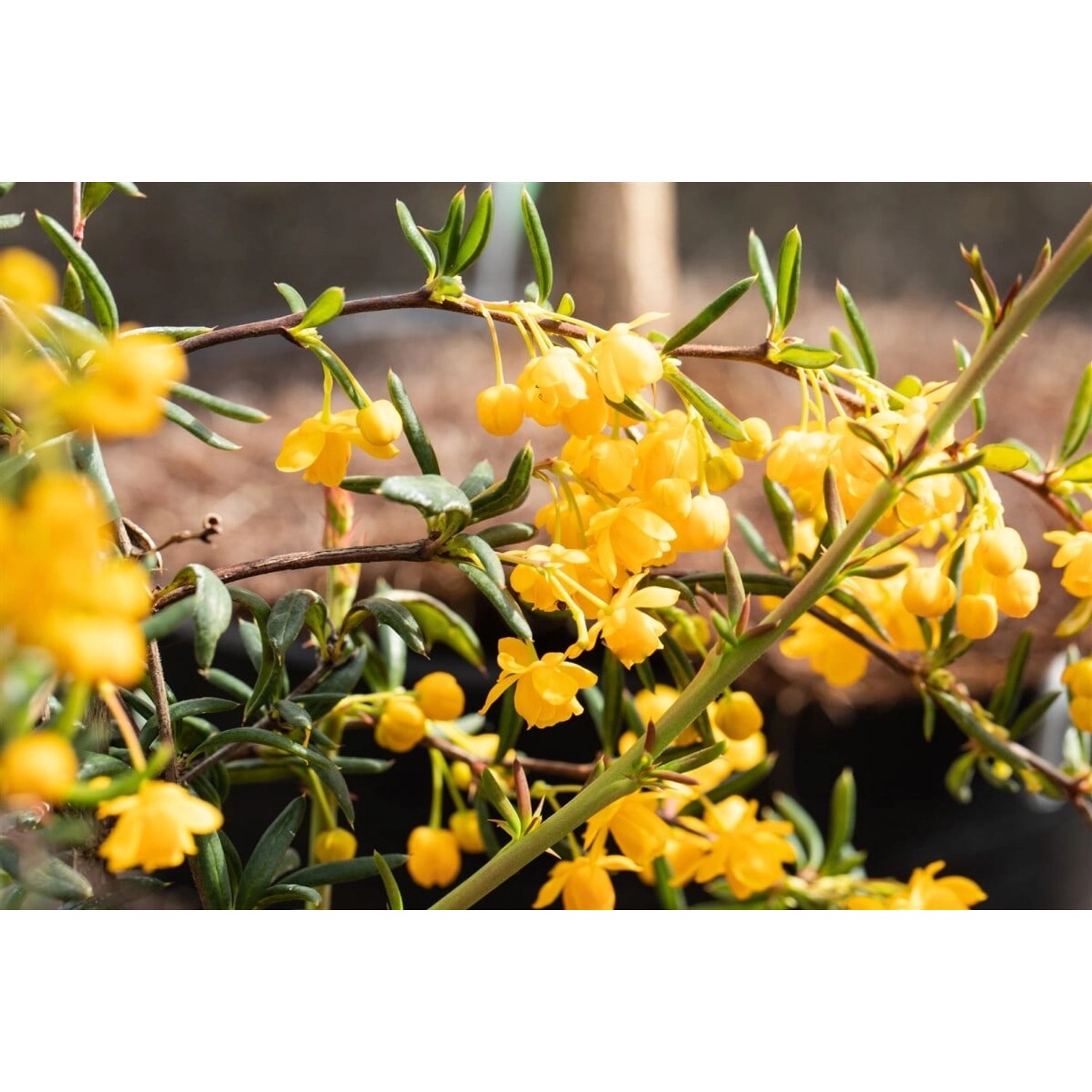 Berberis stenophylla 60-80 cm günstig online kaufen
