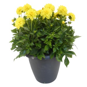 Gelbe Dahlie (Dahlia Hybride) im schwarzen Wasserspeichertopf, Topf-Ø ca. 33 cm.