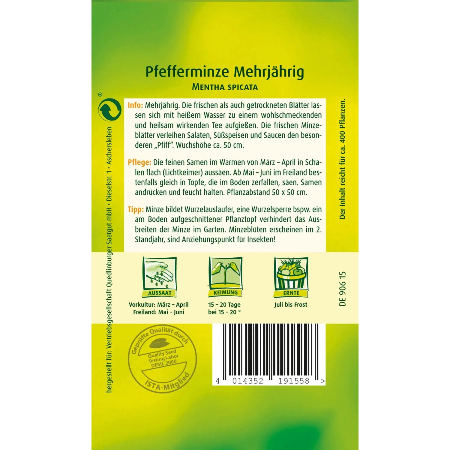 Pfefferminze Samenpackung von Quedlinburger, mehrjährige Minze für Tee und Speisen.